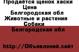 Продаётся щенок хаски › Цена ­ 6 000 - Белгородская обл. Животные и растения » Собаки   . Белгородская обл.